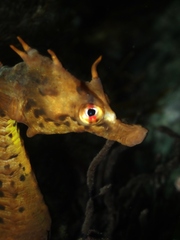 Hippocampus abdominalis
