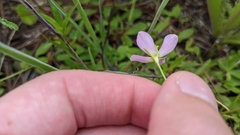 Sabatia stellaris