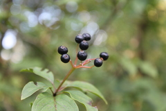 Cornus sanguinea