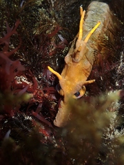 Hippocampus abdominalis