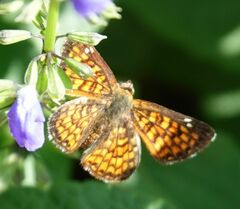 Emesis phyciodoides