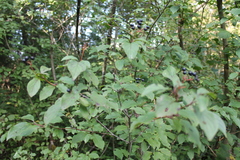Cornus sanguinea