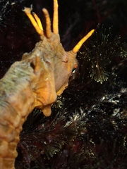 Hippocampus abdominalis