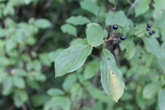 Cornus sanguinea