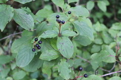 Cornus sanguinea