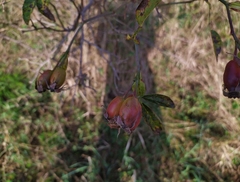 Rosa canina