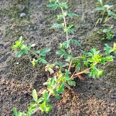 Potentilla supina