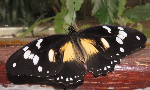 Mocker Swallowtail