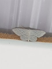 Idaea subsericeata