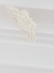 Idaea subsericeata