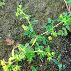 Potentilla supina
