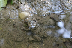 Bombina variegata