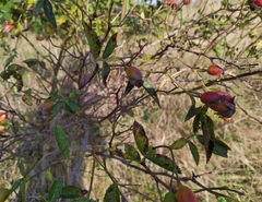 Rosa canina