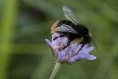Bombus soroeensis