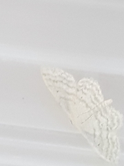 Idaea subsericeata