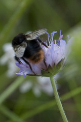 Bombus soroeensis