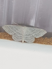 Idaea subsericeata