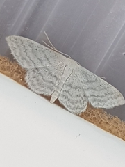 Idaea subsericeata