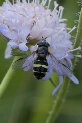 Dasysyrphus tricinctus