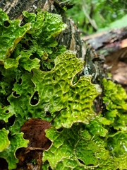 Lobaria