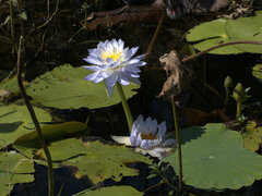Nymphaea violacea