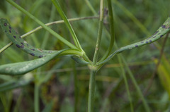 Knautia dipsacifolia