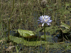 Nymphaea violacea