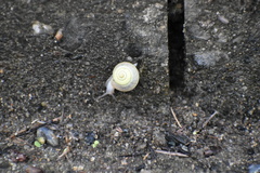 Bradybaena pellucida