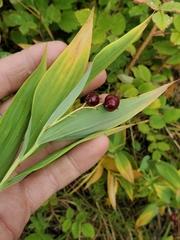 Maianthemum stellatum