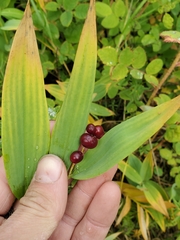 Maianthemum stellatum