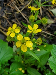 Geum macrophyllum