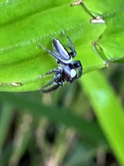 Opisthoncus mordax