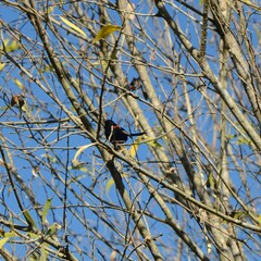 Malurus melanocephalus