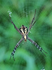 Argiope anasuja