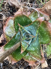 Aloe simii