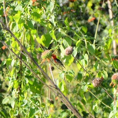 Myzomela sanguinolenta