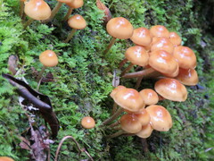 Kuehneromyces