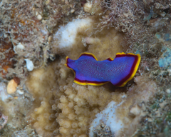 Pseudoceros ferrugineus