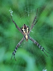 Argiope anasuja
