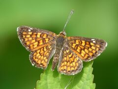 Emesis phyciodoides