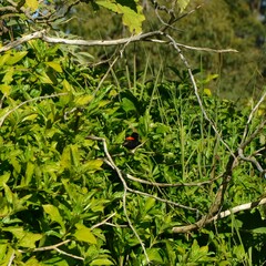 Malurus melanocephalus