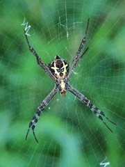 Argiope anasuja