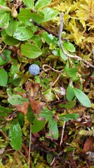 Vaccinium cespitosum