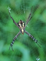 Argiope anasuja