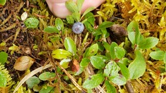 Vaccinium cespitosum