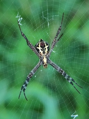 Argiope anasuja