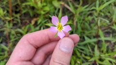 Sabatia campanulata