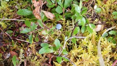 Vaccinium cespitosum