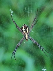 Argiope anasuja