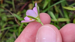 Sabatia campanulata
